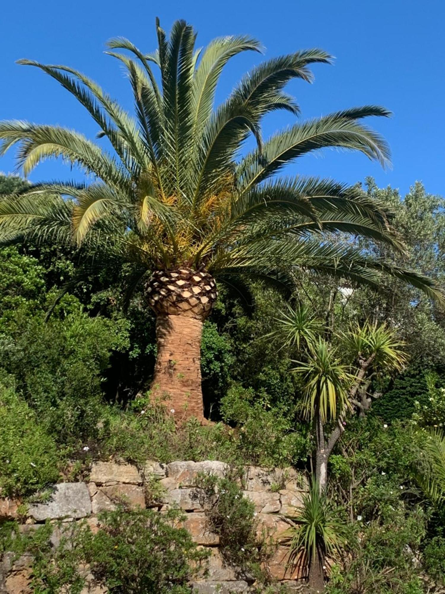 Paradis Provencal Sainte-Maxime Exterior foto